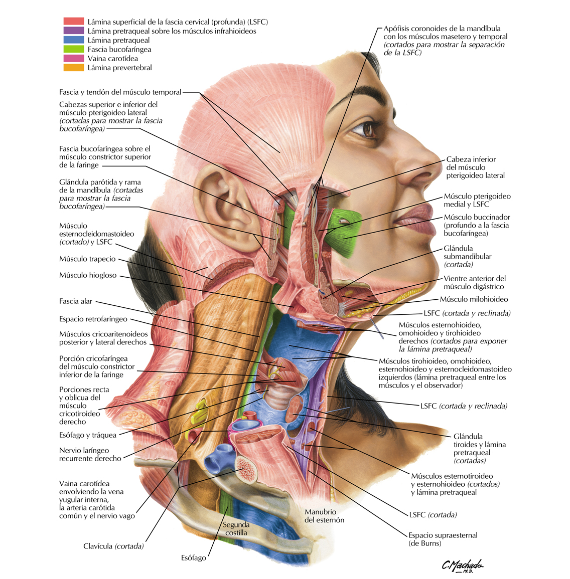 atlas de anatomia netter pdf